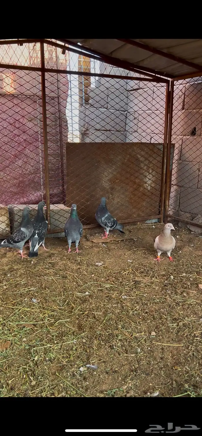 حمام فرنسي للبيع 1