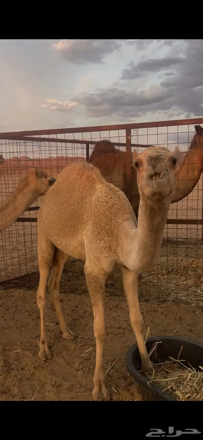 حشوو للبيع 1