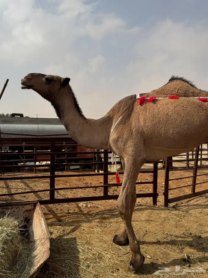 عشرا صفرا تحتها بكره 2