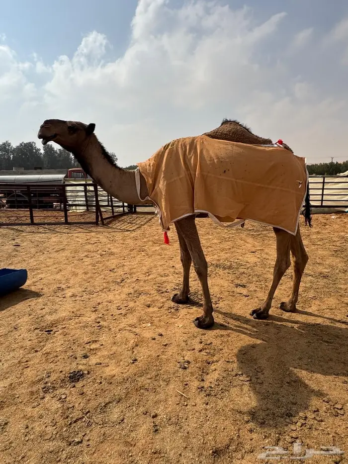 عشرا صفرا تحتها بكره 1