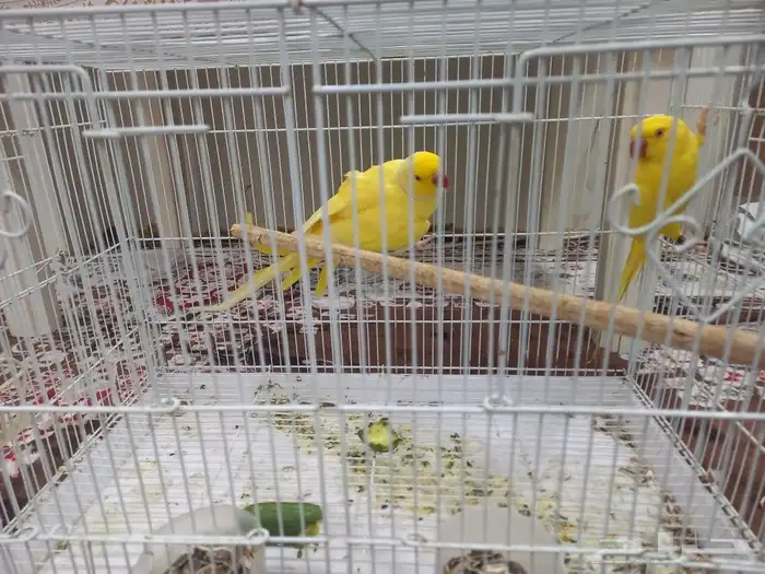 ذرة هولندي حجم جامبو عمر جوز سنتين ونص 2