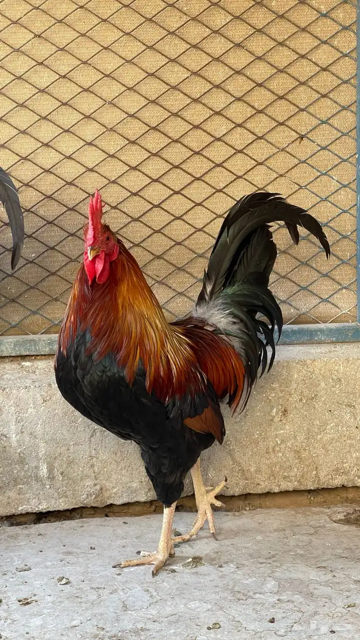 مجموعة ديوك عربيه ديك فري ديك شوكي راجع اعلاناتي فواخر11 47