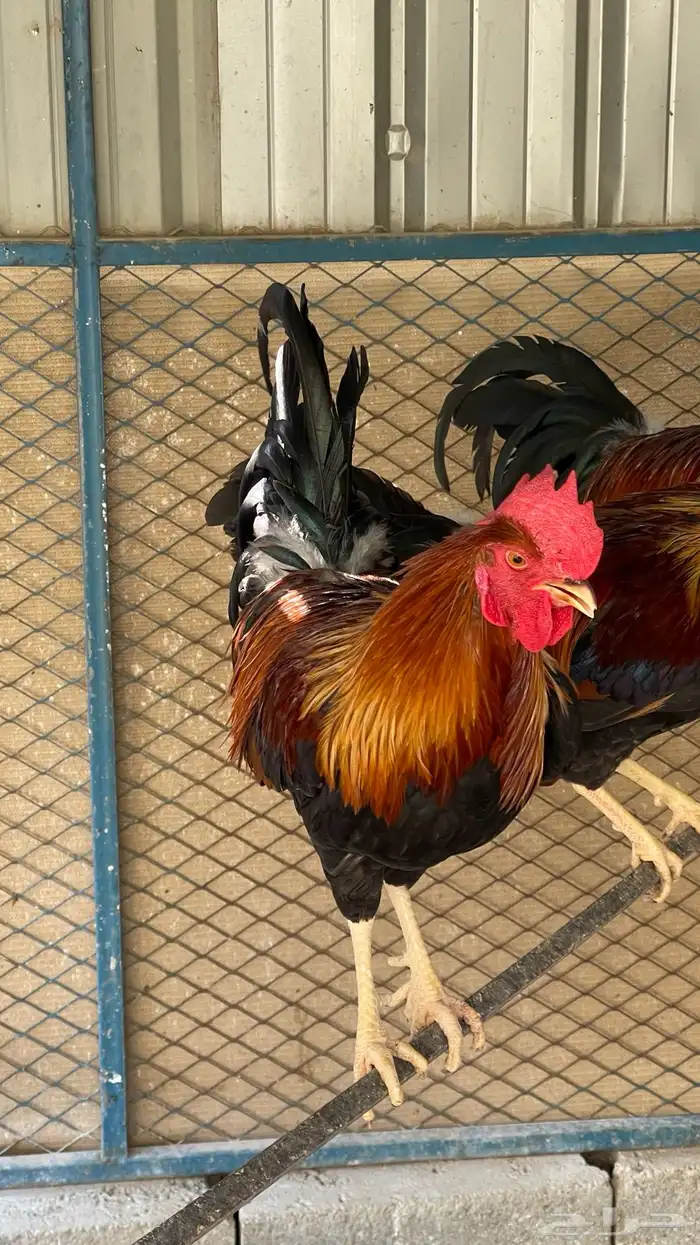 مجموعة ديوك عربيه ديك فري ديك شوكي راجع اعلاناتي فواخر11 32