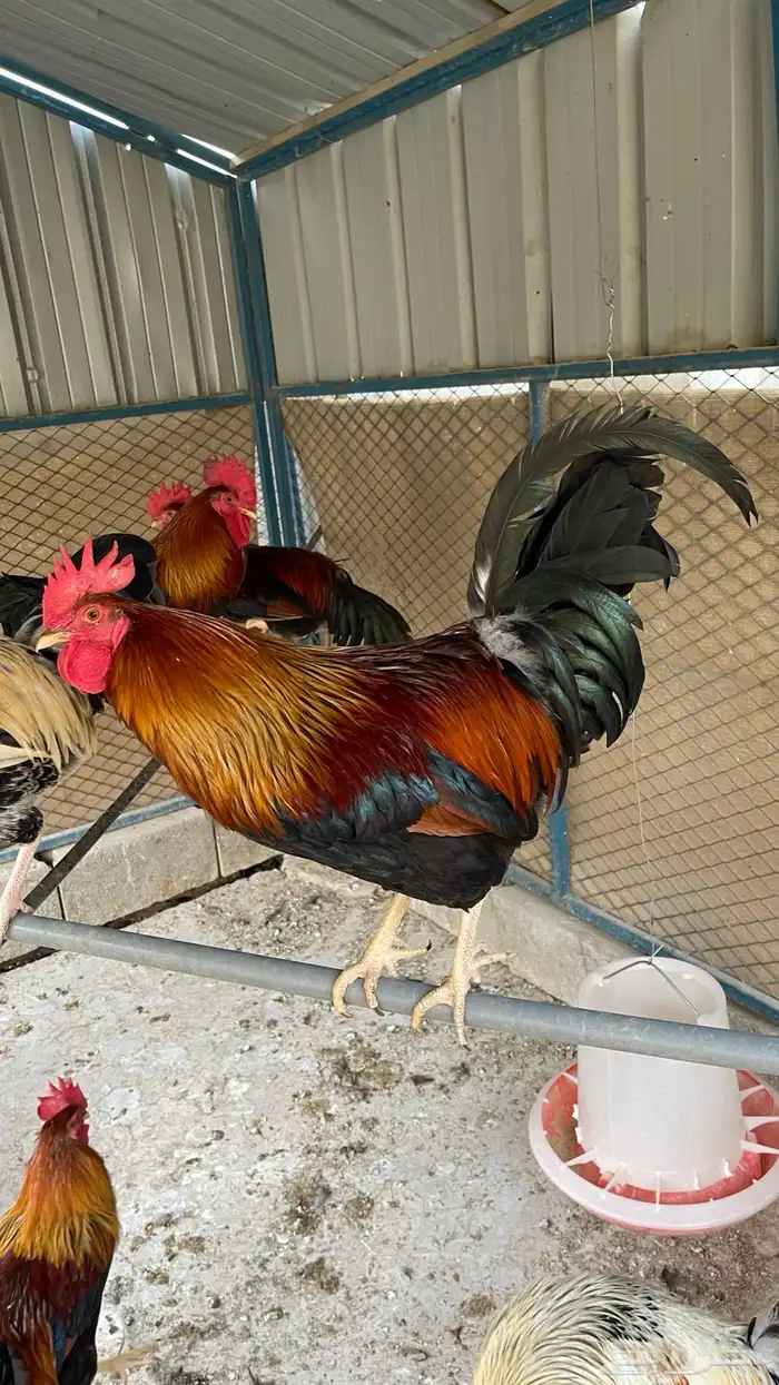 مجموعة ديوك عربيه ديك فري ديك شوكي راجع اعلاناتي فواخر11 15