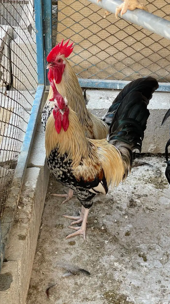 مجموعة ديوك عربيه ديك فري ديك شوكي راجع اعلاناتي فواخر11 29