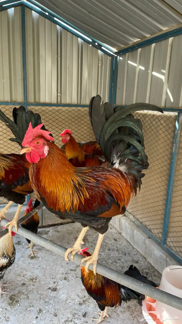 مجموعة ديوك عربيه ديك فري ديك شوكي راجع اعلاناتي فواخر11 24