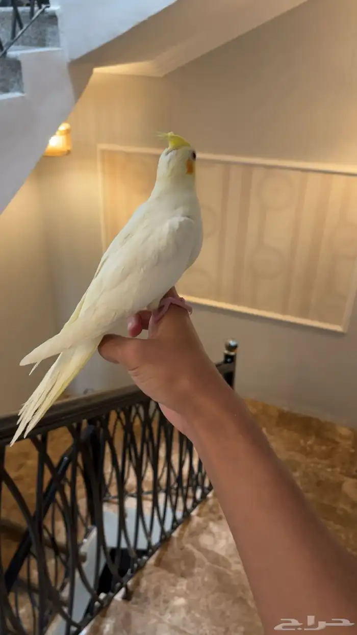 كروان لاتينو اليف 3