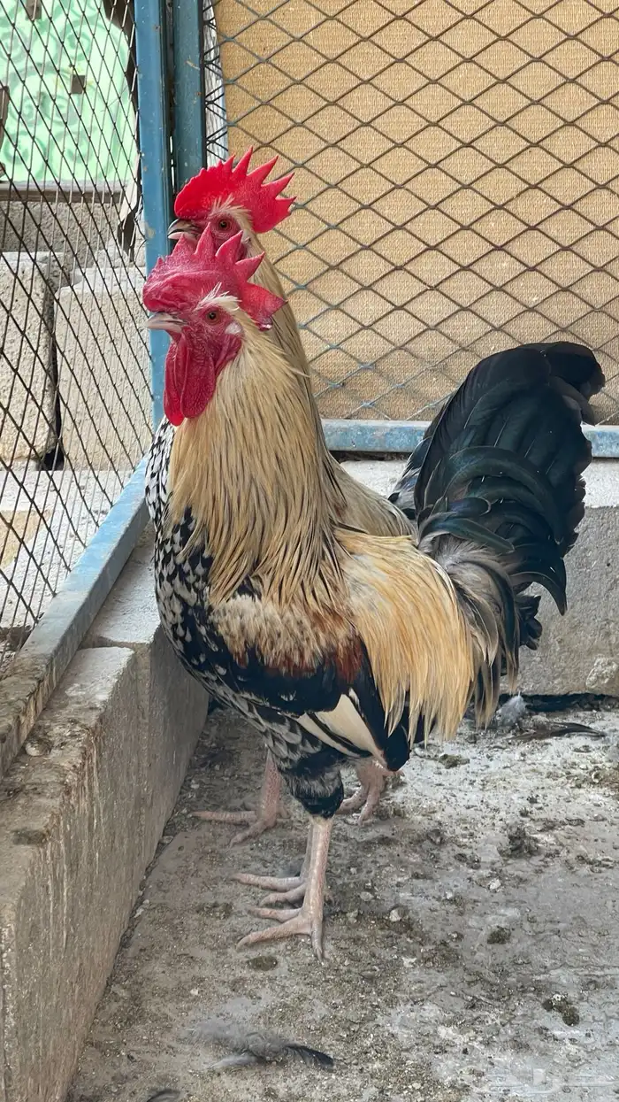 مجموعة ديوك عربيه ديك فري ديك شوكي راجع اعلاناتي فواخر11 30