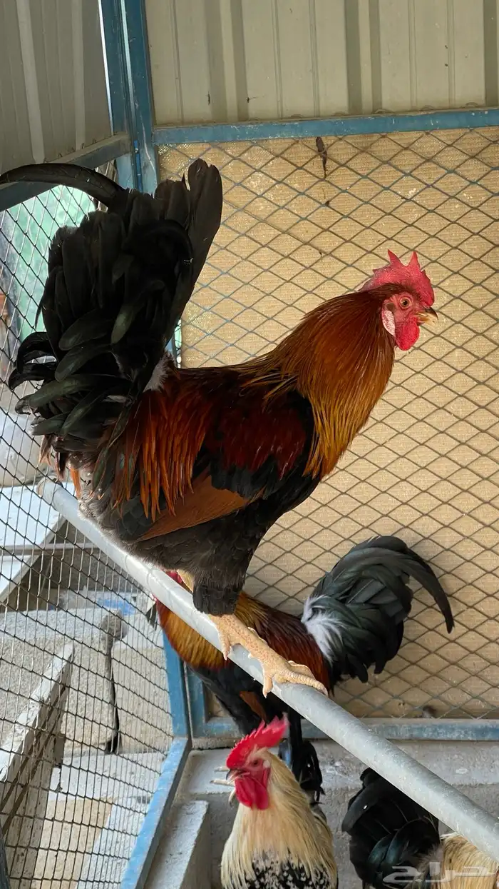 مجموعة ديوك عربيه ديك فري ديك شوكي راجع اعلاناتي فواخر11 38