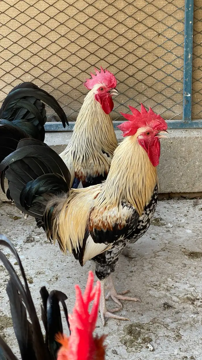 مجموعة ديوك عربيه ديك فري ديك شوكي راجع اعلاناتي فواخر11 21