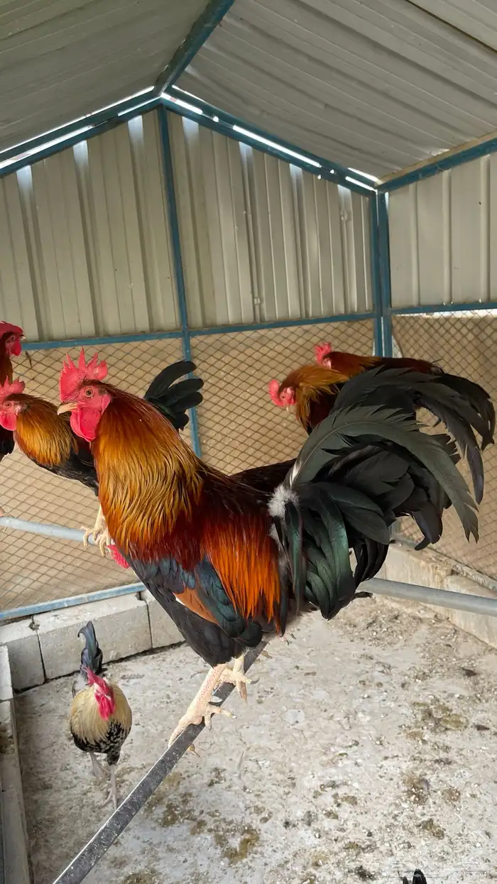 مجموعة ديوك عربيه ديك فري ديك شوكي راجع اعلاناتي فواخر11 14