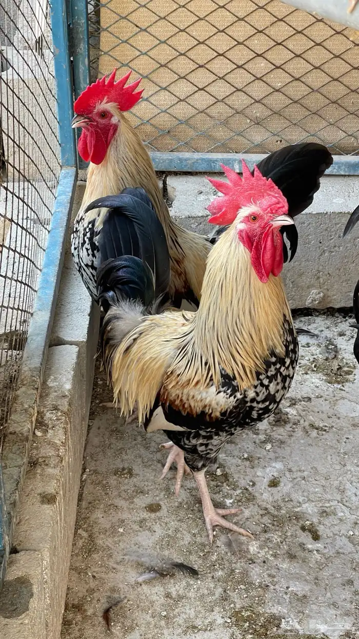 مجموعة ديوك عربيه ديك فري ديك شوكي راجع اعلاناتي فواخر11 28