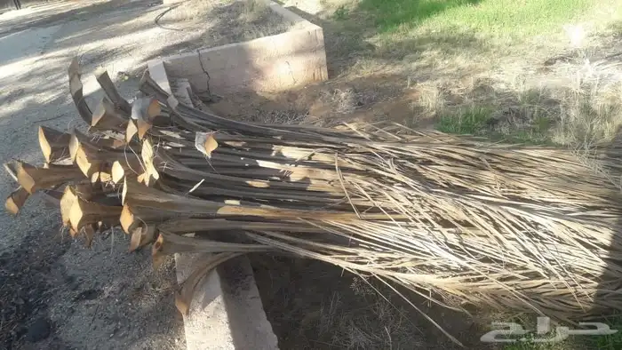 عندنا جريد للبيع 3