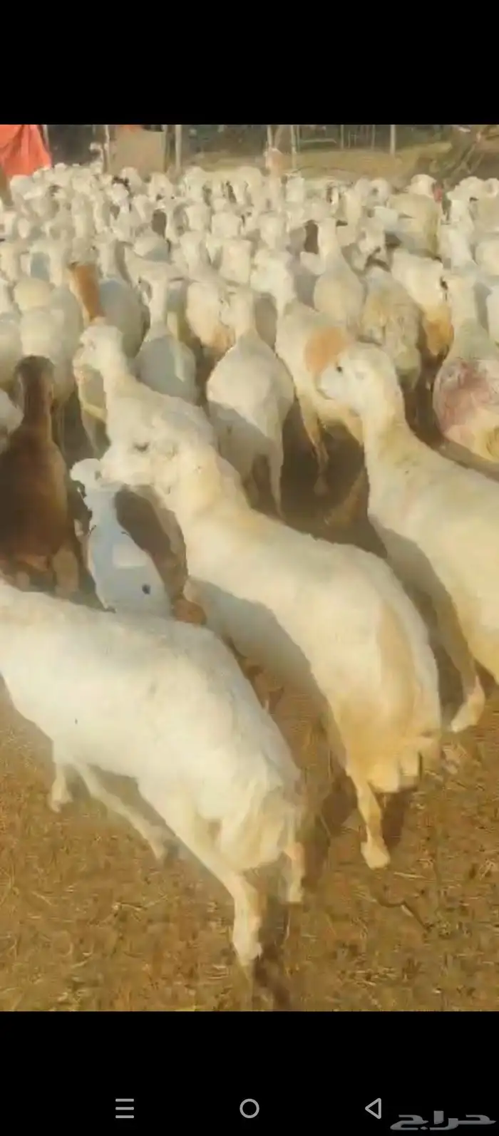 ضان رفيديات بلدي العدد 150 وتبع عشره الباقي دفيع 1