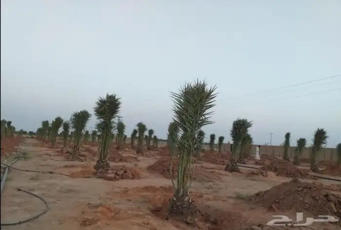 نخل نقايل فسايل نخيل صقعي اخلاص سكري مجدول روثانا سلج منيفي 5