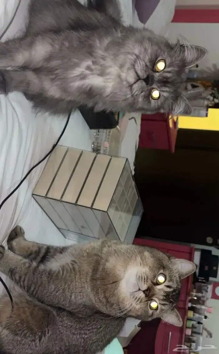 قطط للبيع عاجل بسبب الانتقال 4