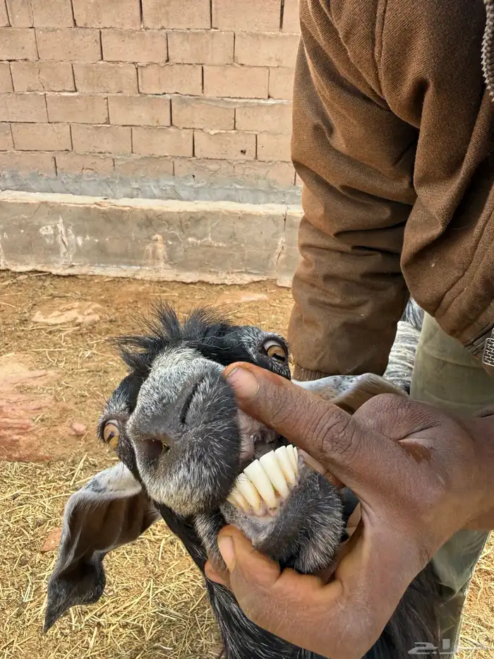 ماعز للبيع 7