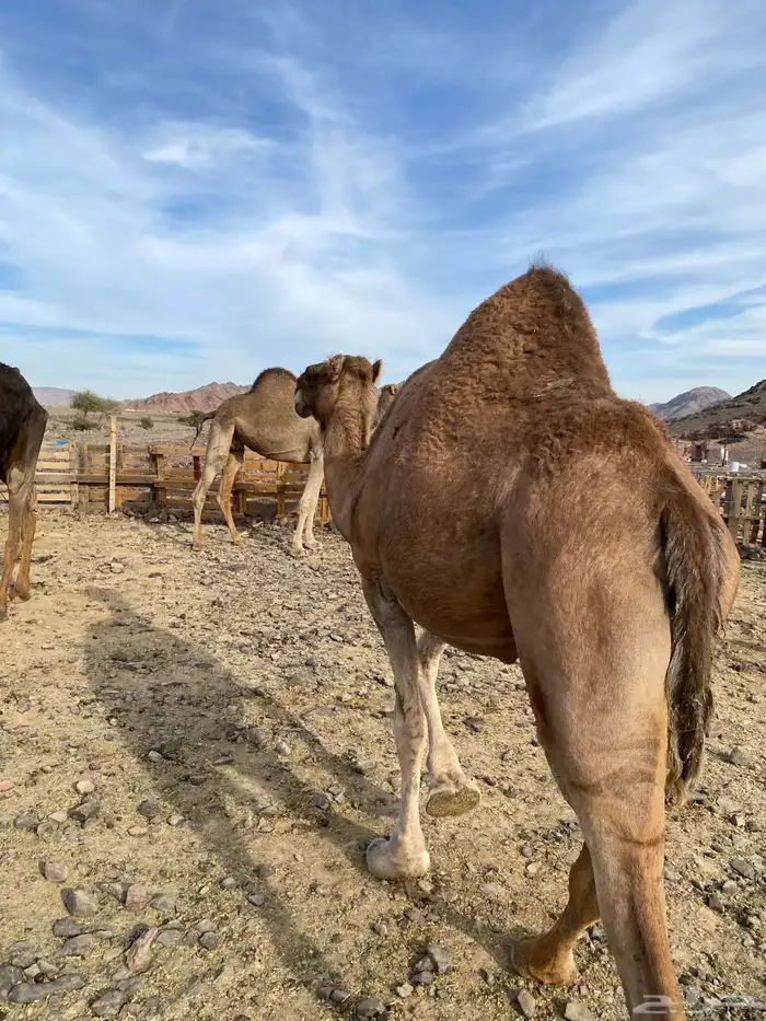 لقحات حمر سواحل نياق مراح وسمهن واحد الحد من6800 7