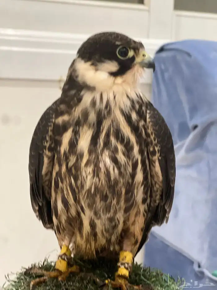 بكه سليمه لبييع تصيد سمان و علا بدايات تدريب علا حمام السوم 3