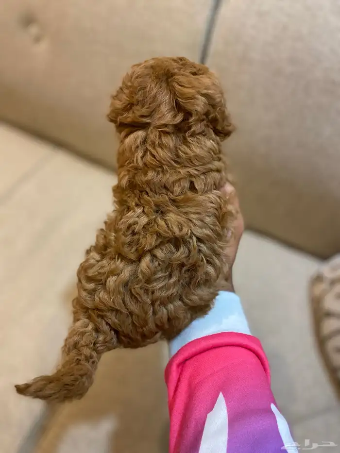 للبيع جرو توي بودل انثى مستوى توب 3