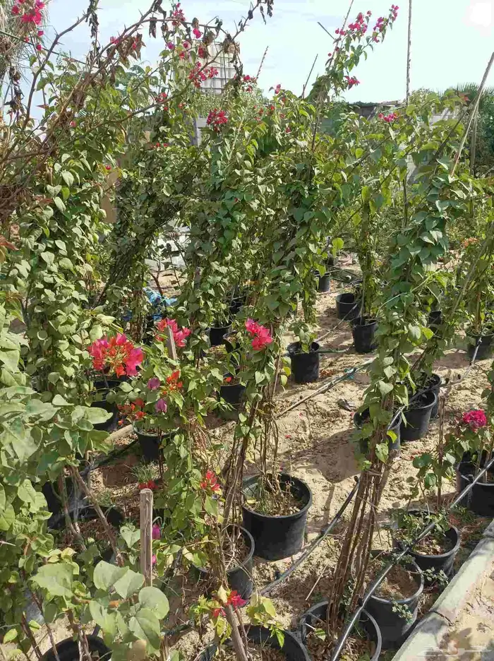 احمد الصعيدي لتنسيق الحدائق العامة والخاصة وزراعة العشب الطب 7