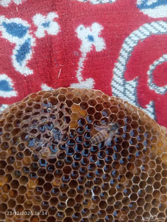 ملكات عذرا للبيع 1