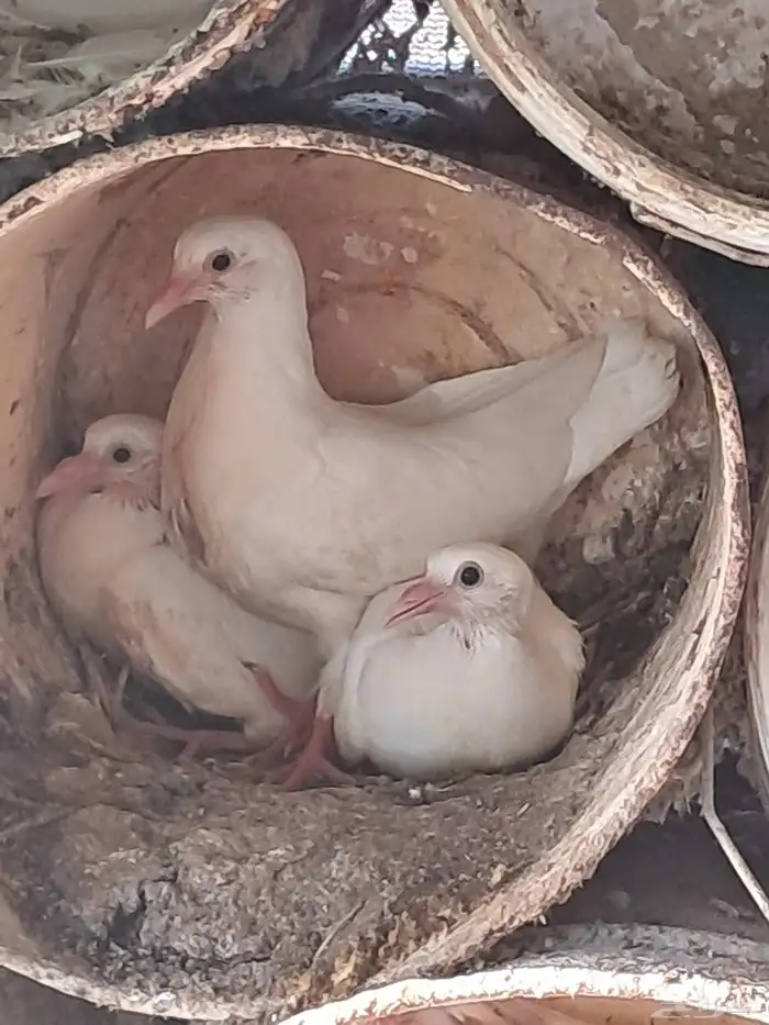 زغاليل فرنسي 3