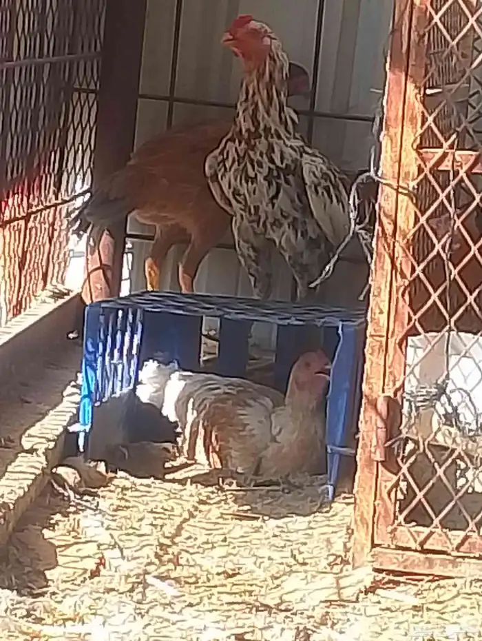 دجاج باكستان مشروط 2