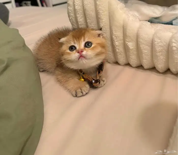 للبيع كيتن سكوتش فولد بيور 1