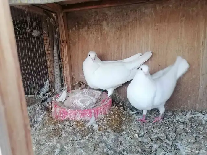 حمام فرنسي 2