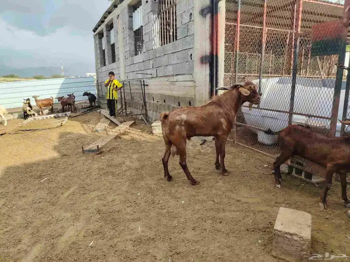 فحل ادهم لبيع 1