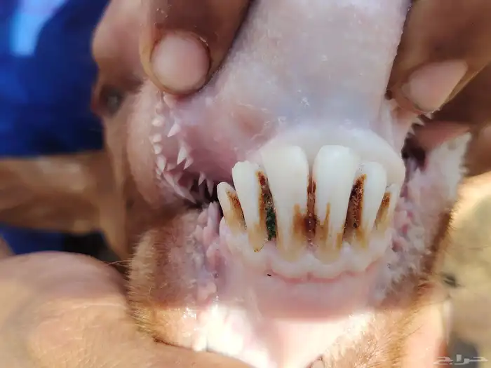 فحل ادهم لبيع 6