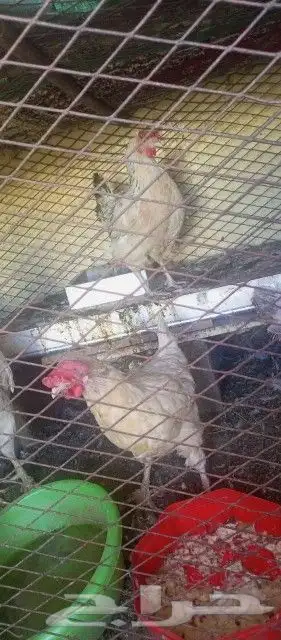 دجاج ابيض صك 3