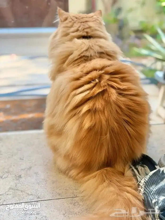 قطه أنثى هاف بيكي فيس للتبني برسوم طالبه تزاوج 4