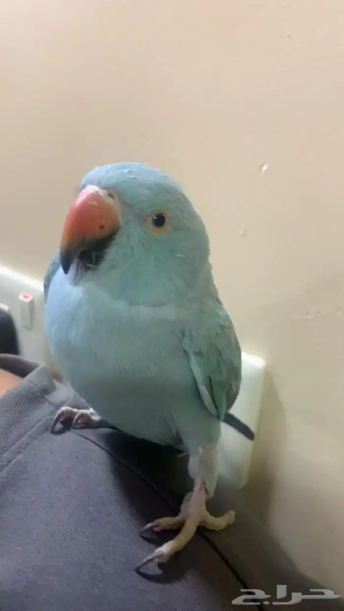 درة هولندي انثى 1