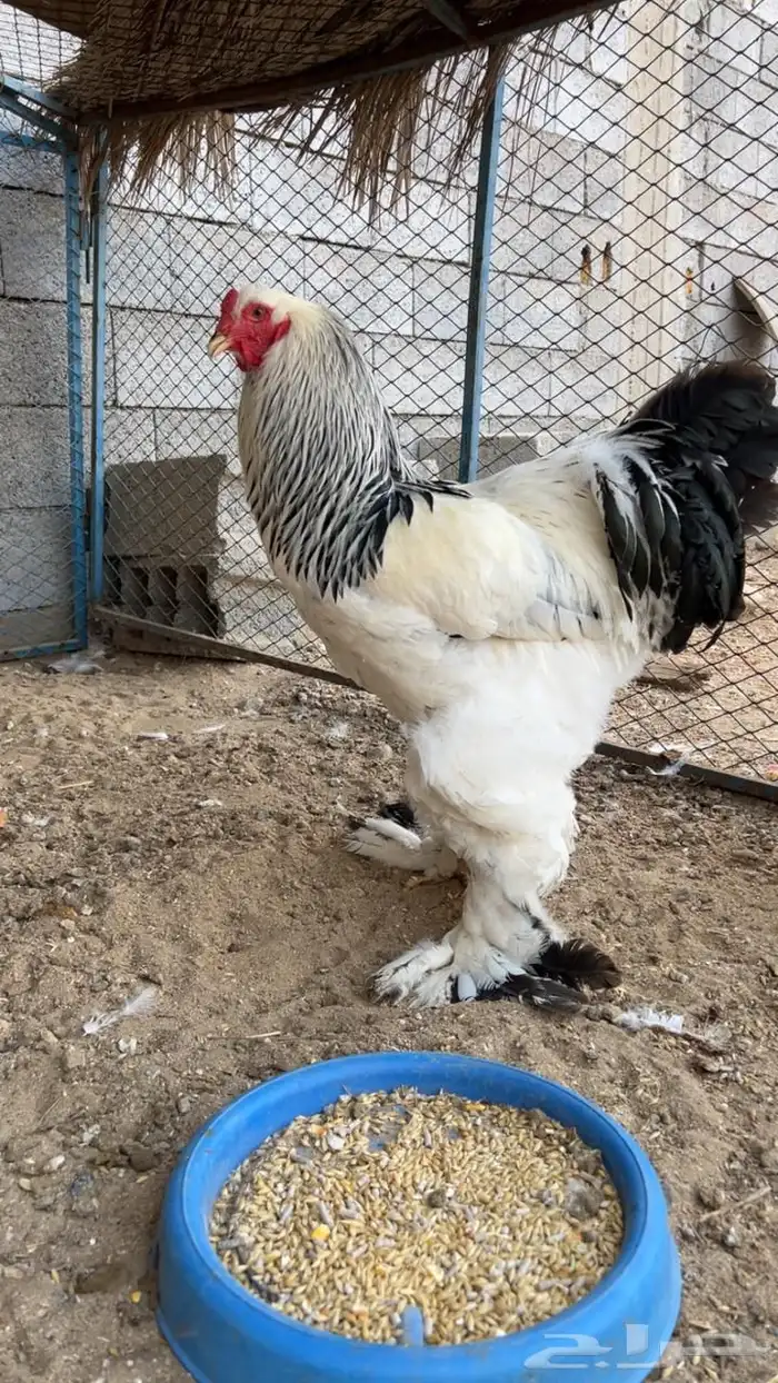 طقم براهما 3