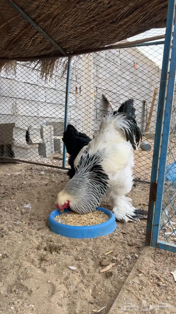 طقم براهما 4