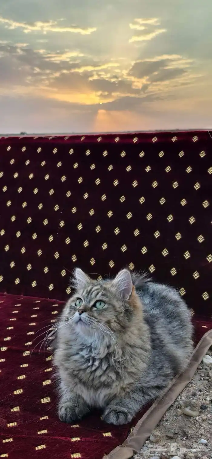 قط مفقود بحي العزيزية ب قريب من مطعم ماكدونالدز 1