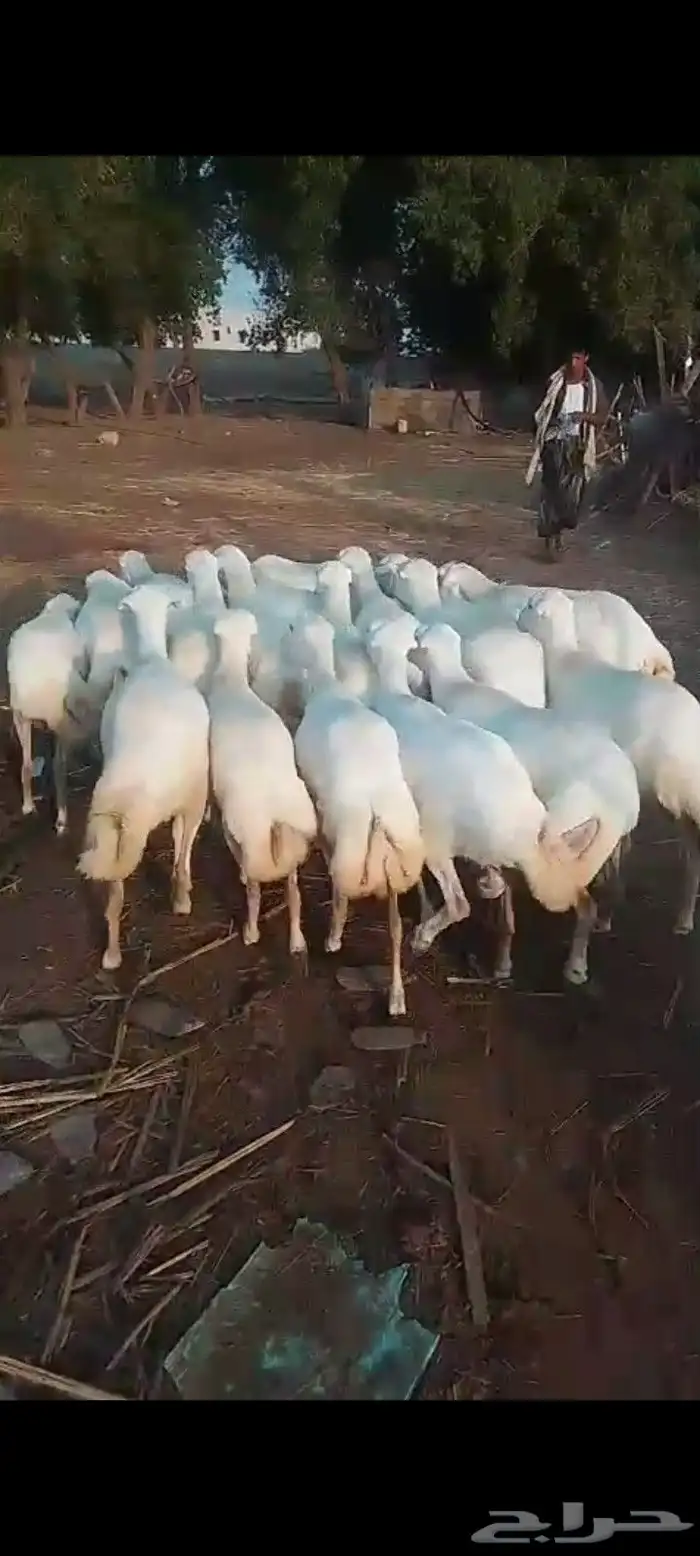 ضأن رفيديات قرايب دفيع على شرط فحص سونار مضمونه مشروطه من اي 5