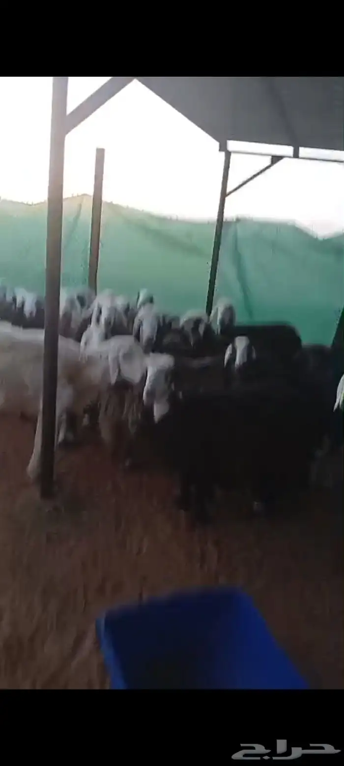 غنم للبيع 1