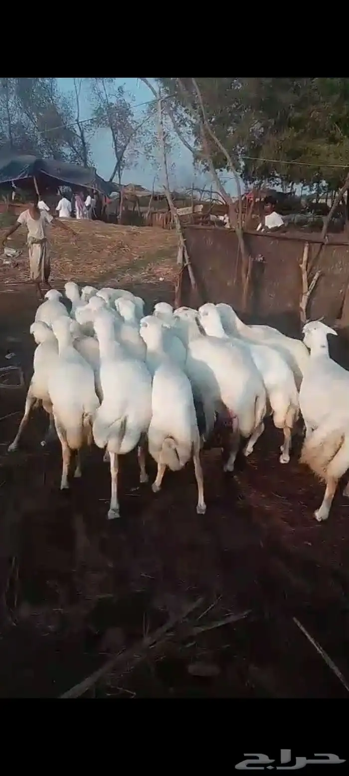 ضأن رفيديات قرايب دفيع على شرط فحص سونار مضمونه مشروطه من اي 1