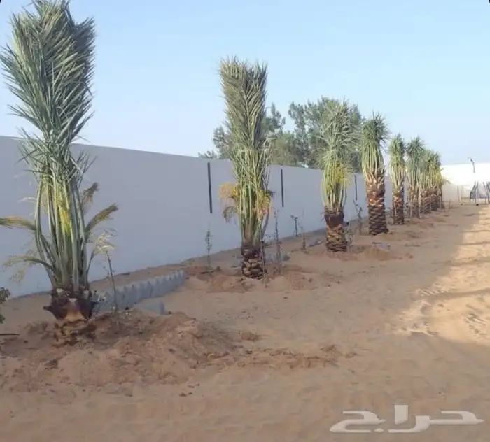 ابو علي التوريد انخيل 4