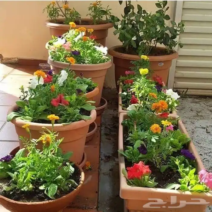 تنسيق حدائق جده 15