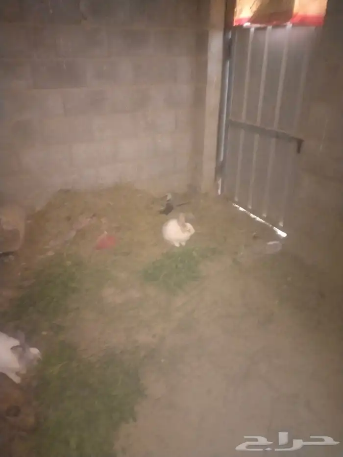 خط الرديف خلف اكسترا 15