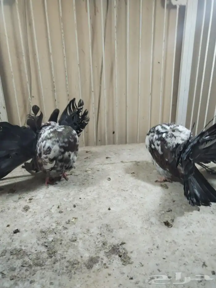 شمسي فانتيل 2