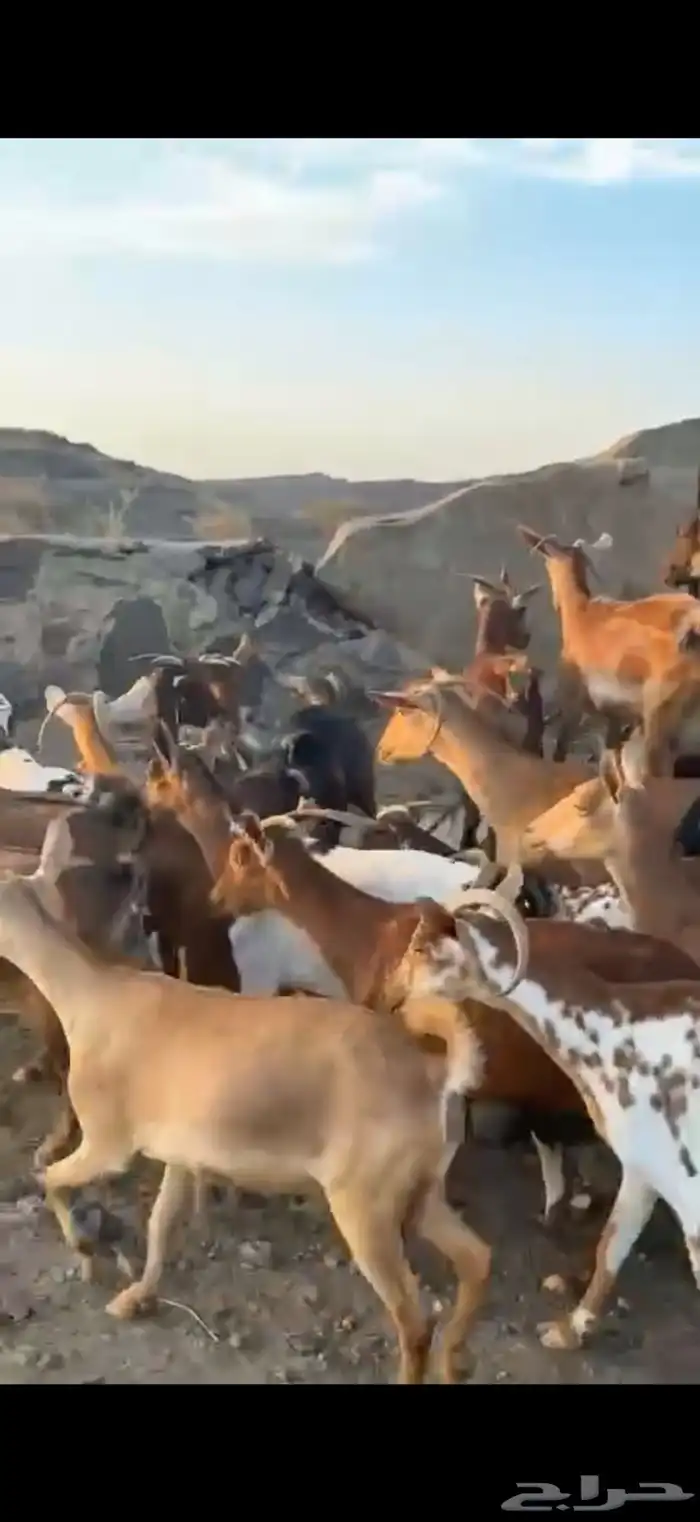 غنم معزا دفيع 5