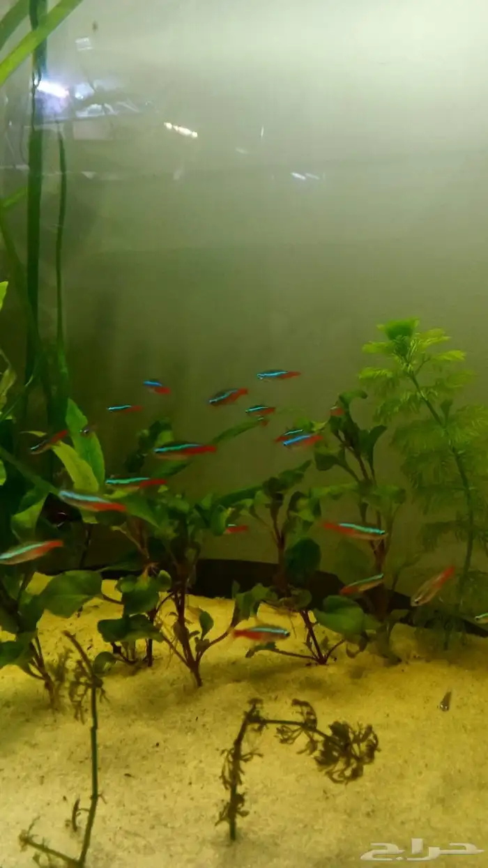 سمك النيون تيترا 1