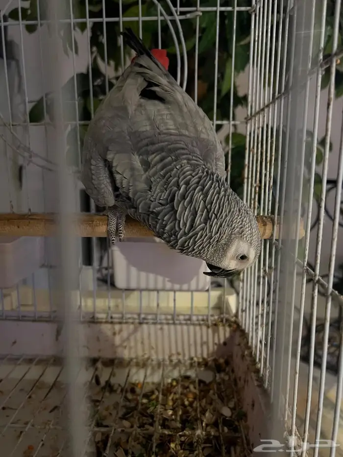 ببغاء كاسكو 2