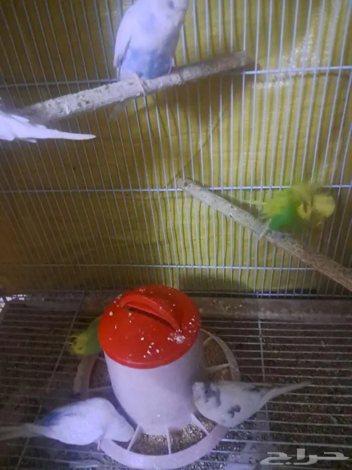 اجواز طيور الحب 2