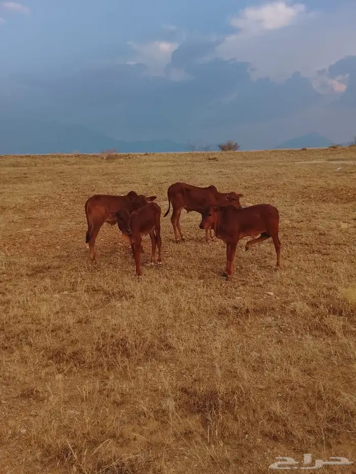 حسلان تربيه 1